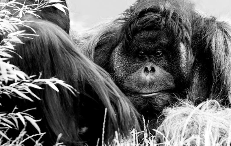 Orango Utan, zoo Vienna fotografia stock libera da diritti Orango Utan, zoo Vienna fotografia stock libera da diritti