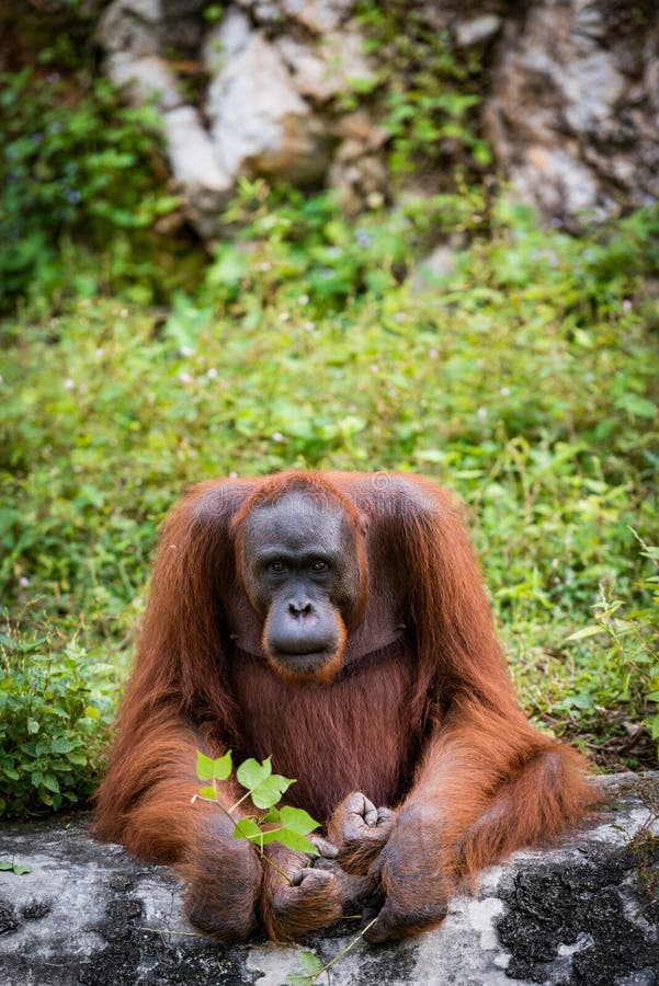 Souvenir duizend Shuraba Orangoetan grote apen stock foto. Image of apen, zoogdier - 82916408