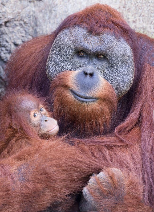 Retrato Fofo Do Macaco Bebê Foto de Stock - Imagem de naturalizado,  aventura: 187888230