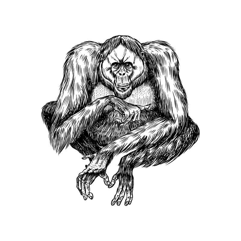 Ilustração Vetorial. Desenho Realista Desenhado à Mão De Um Orangotango  Macaco Ilustração do Vetor - Ilustração de cabelo, desenho: 219073170