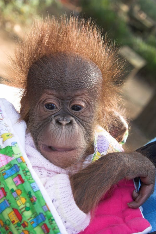 Orangután del bebé foto de Imagen de mono, ropa - 1578306