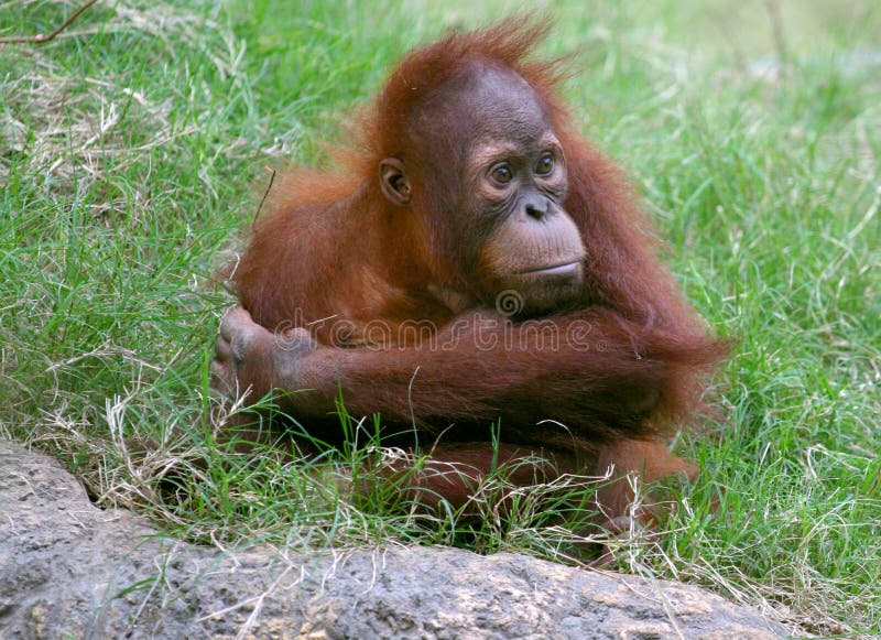 Orangutan royalty free stock photos