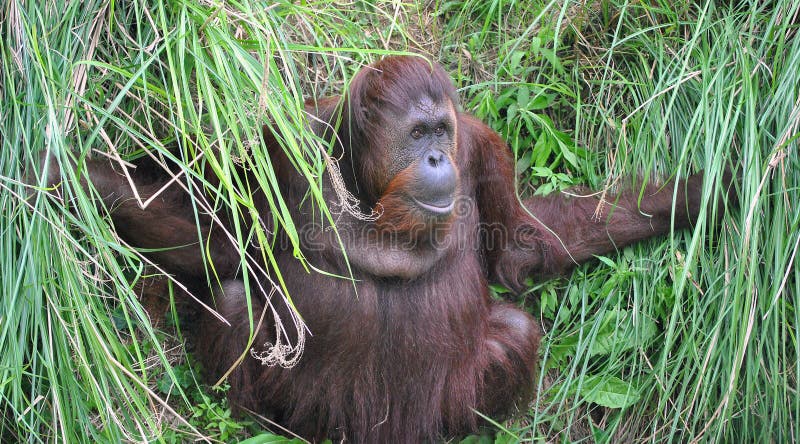Orangutan stock photography