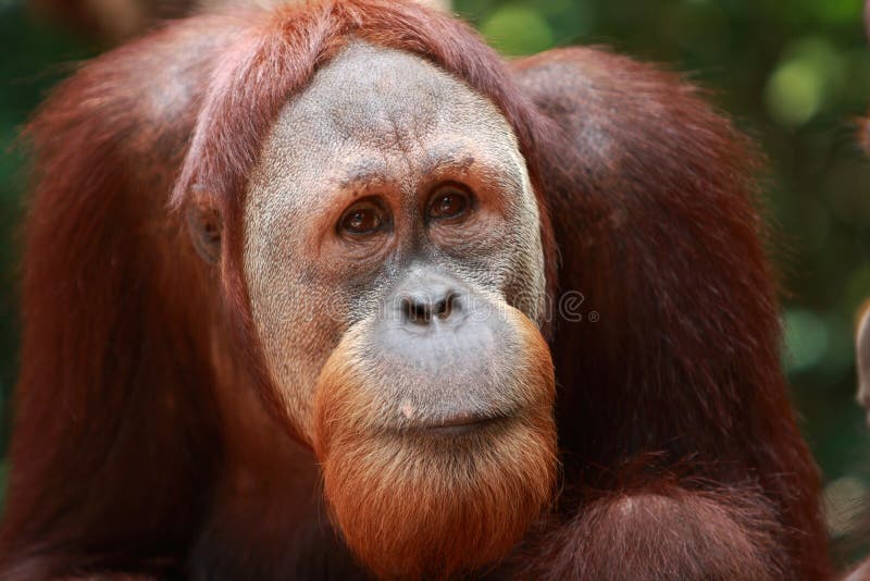 Orangutan