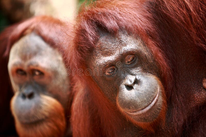 Orangutan stock photography