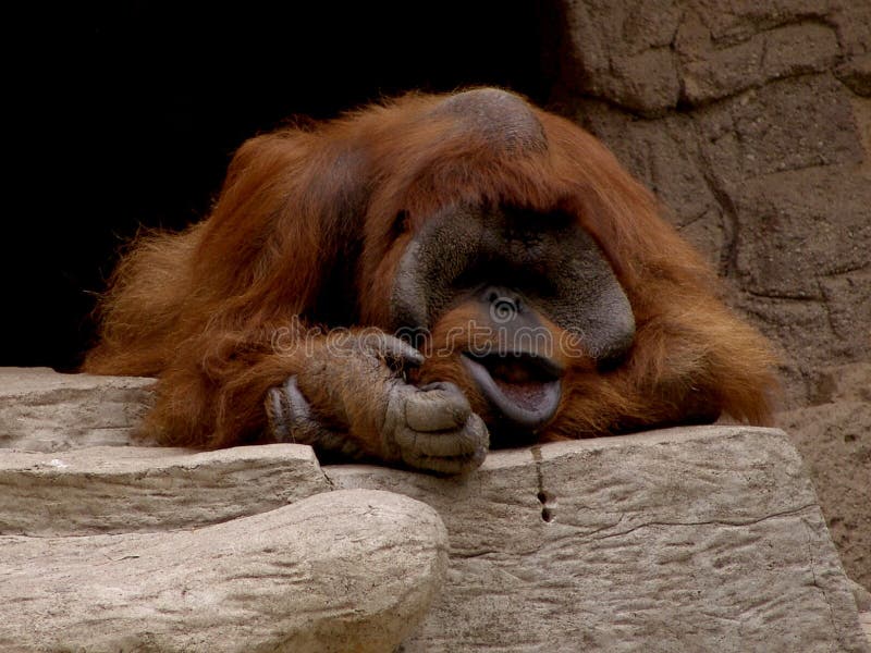 Orangutan