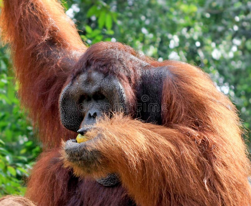 Orangutan