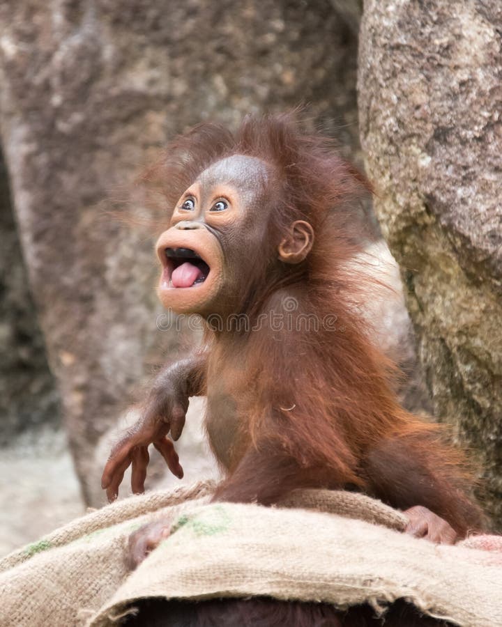  Orangutan  Baby  The Mad Look Stock Photo Image of 
