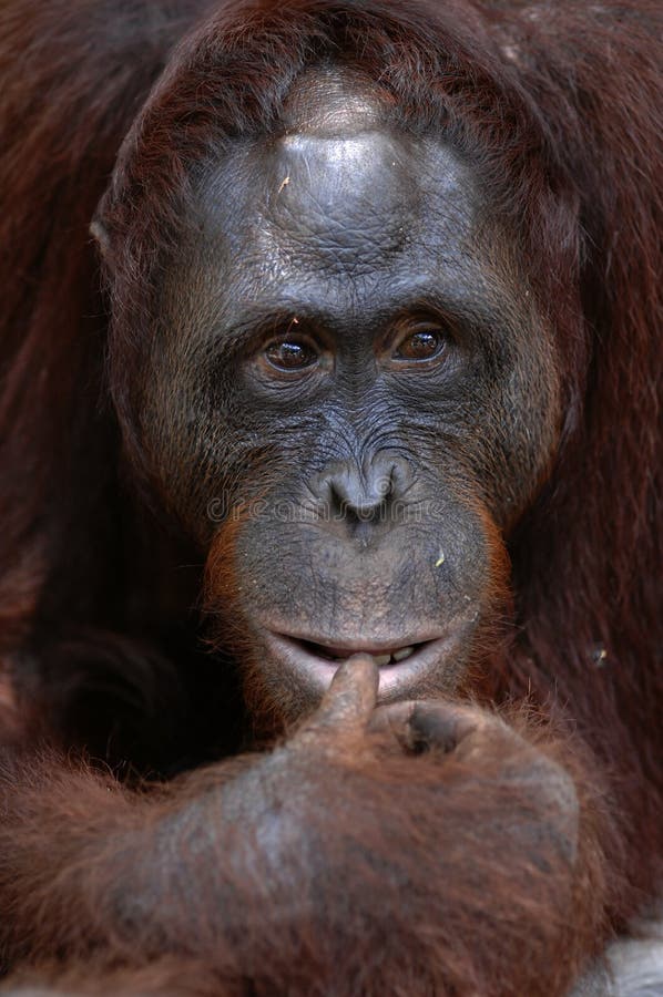 Orangutan Ben. royalty free stock photography