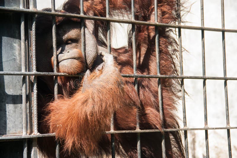 Orangutan in captivity stock image. Image of animal, orang 67622999