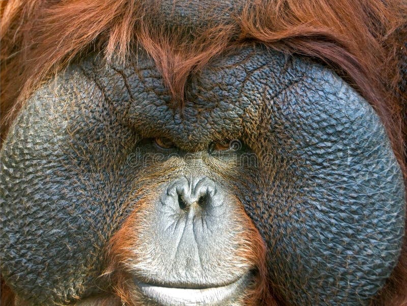  Orangutan  close up stock image Image of black  evolution 