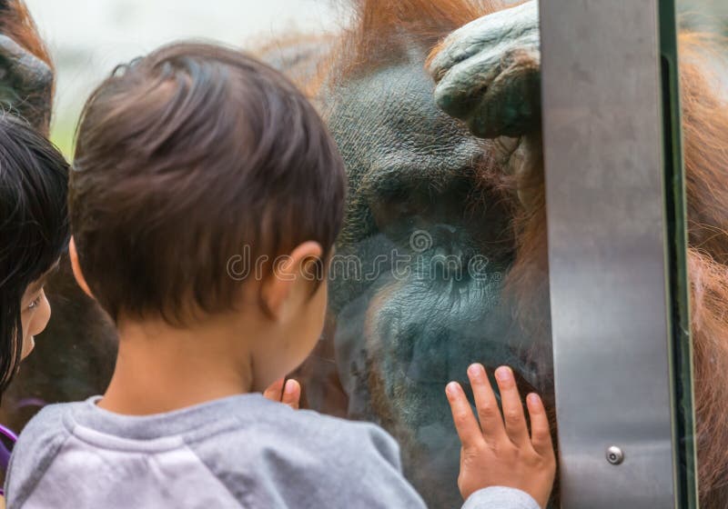 Children at the zoo make friends with an orangutan named Janey. Children at the zoo make friends with an orangutan named Janey