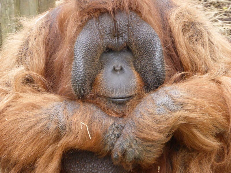 Orangutan di Bornean che esamina fuori il mondo fotografie stock libere da diritti Orangutan di Bornean che esamina fuori il mondo fotografie stock libere da diritti