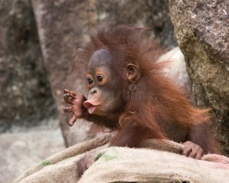 Orangutan baby with expression of surprise, wide eyes and pointed lips. Orangutan baby with expression of surprise, wide eyes and pointed lips.