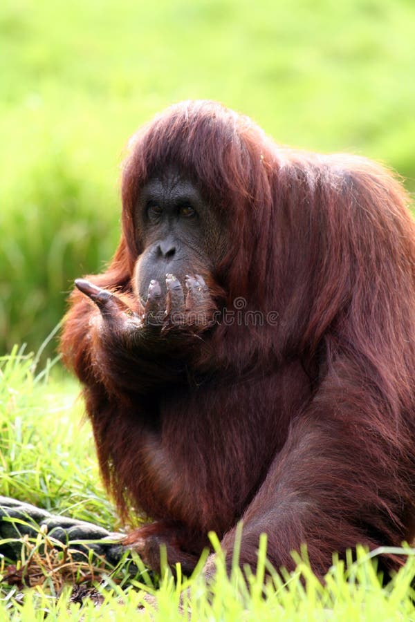 Orangutan eating