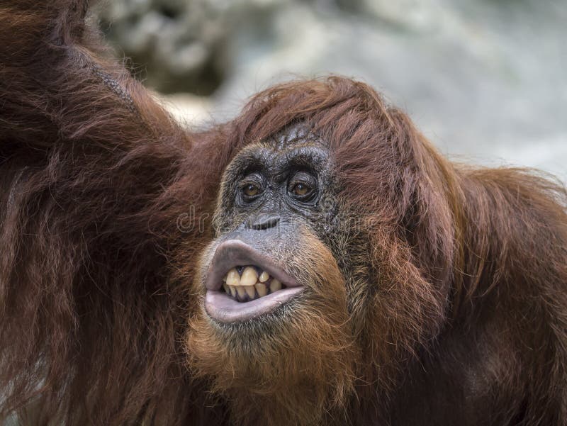 Orangutan great ape stock image. Image of mammal, great - 31435567