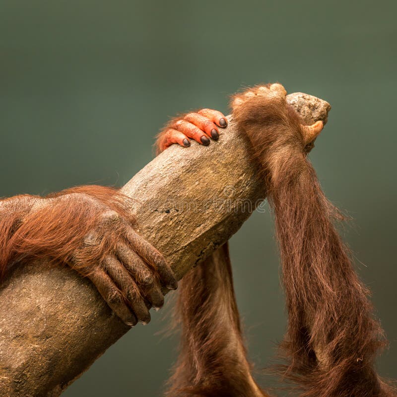 3 Apes onto something stock image Image of faces group 