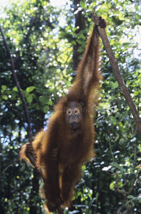 Orangutan hanging in trees stock image. Image of branch - 30846657