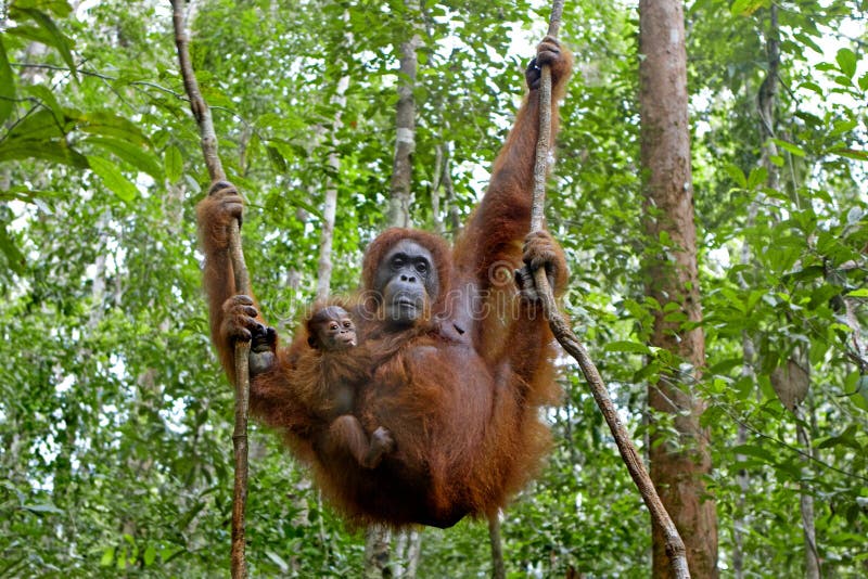 Orangutan with her baby