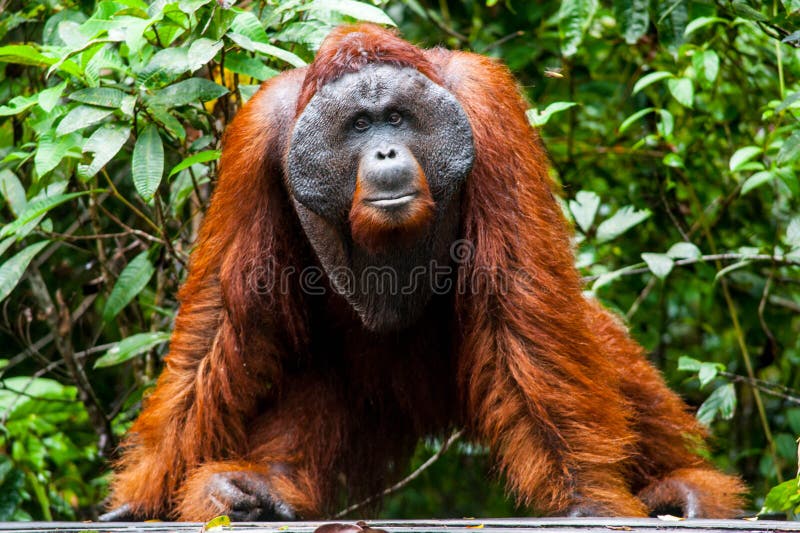 Orangutan kalimantan tanjung puting national park indonesia