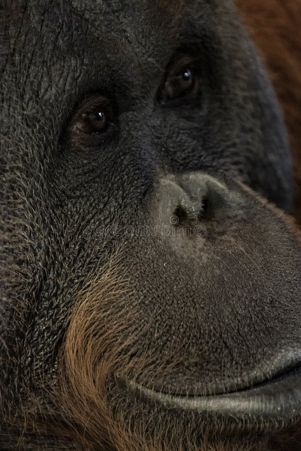 Orangutan monkey ape head portrait royalty free stock photo Orangutan monkey ape head portrait royalty free stock photo