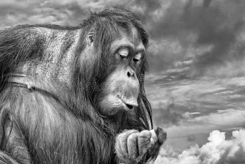 LAS MIL HIJAS DE KASHMIR - Página 2 Orangutan-monkey-close-up-portrait-whistling-orang-utan-gold-sunset-background-black-white-71761925