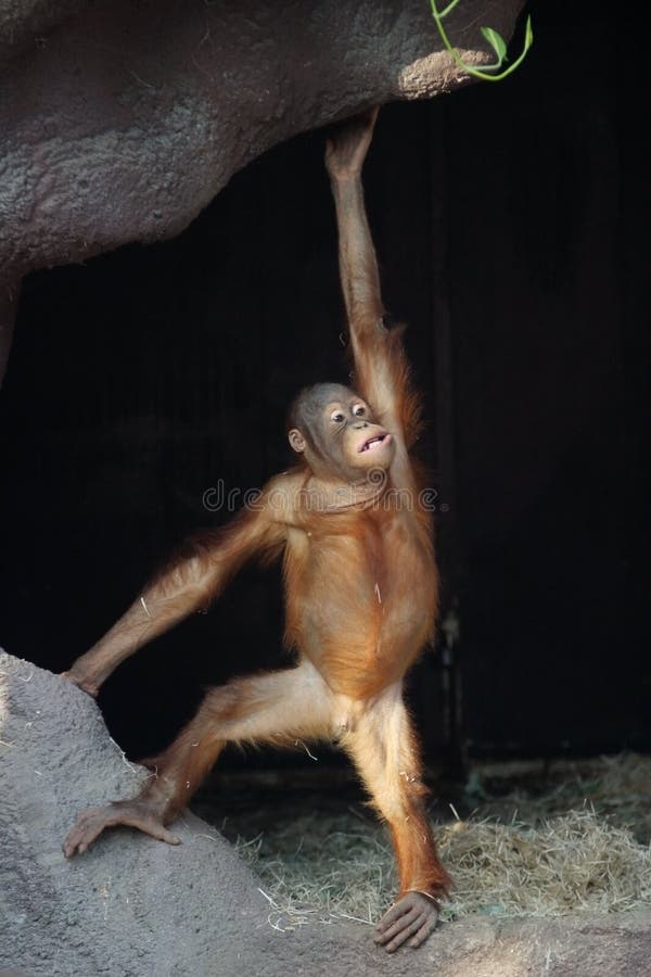 Orangutan, Pongo pygmaeus abelii