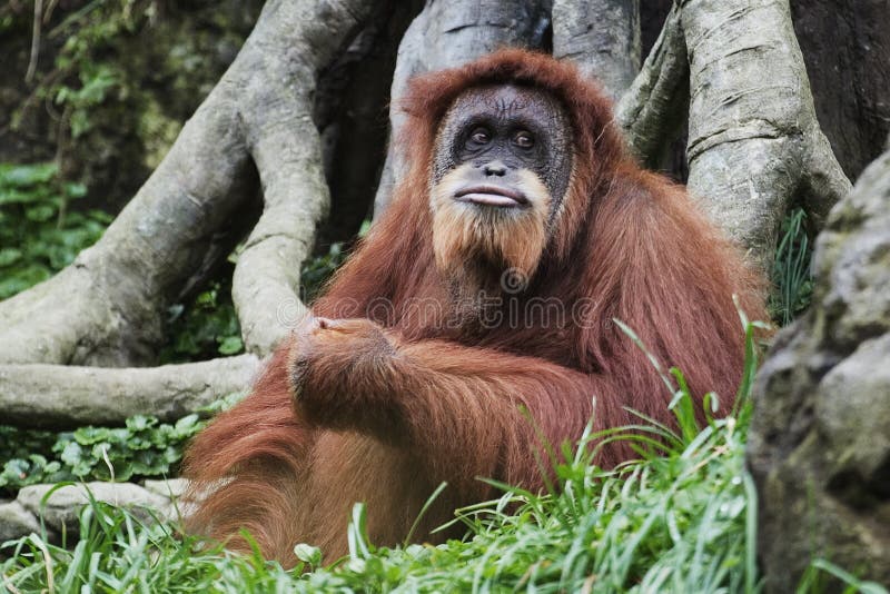 Orangutan (pygmaeus) del Pongo, Borneo, Indonesia fotografie stock libere da diritti Orangutan (pygmaeus) del Pongo, Borneo, Indonesia fotografie stock libere da diritti