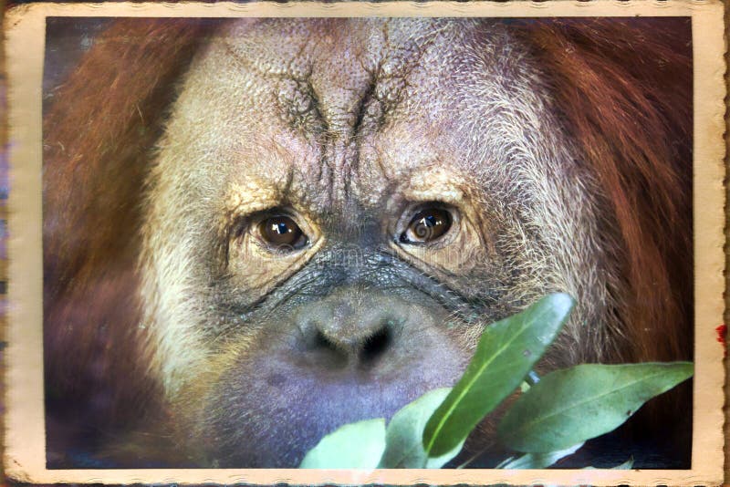 Orangutan