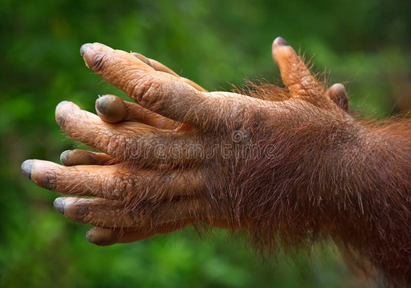  Hands  of orangutan  stock image Image of black hold 
