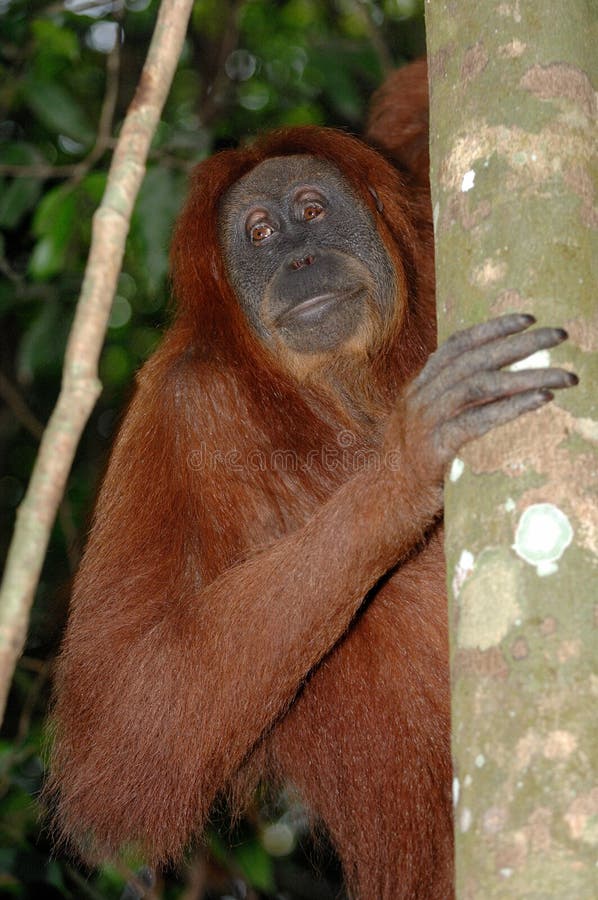 Orangutan Sumatran стоковые изображения rf Orangutan Sumatran стоковые изображения rf