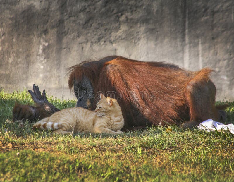 Orangutan and Tabby Cat Friends