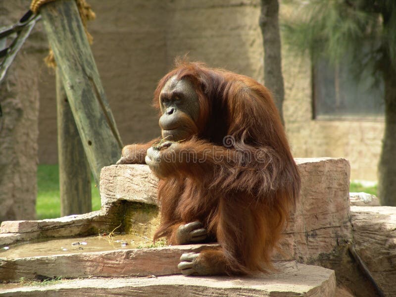 Orangutan thinking