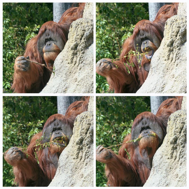 An Orangutan Uses a Stick to Fish for Termites