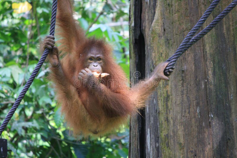 Orangutan w Borneo zdjęcie royalty free Orangutan w Borneo zdjęcie royalty free