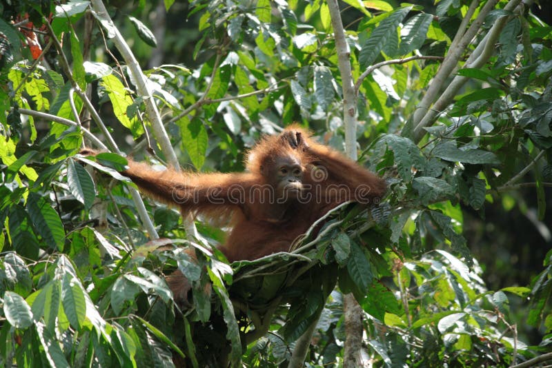 orangutan заботливый orangutan заботливый