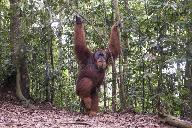 Orangutang i djungeln sumatra