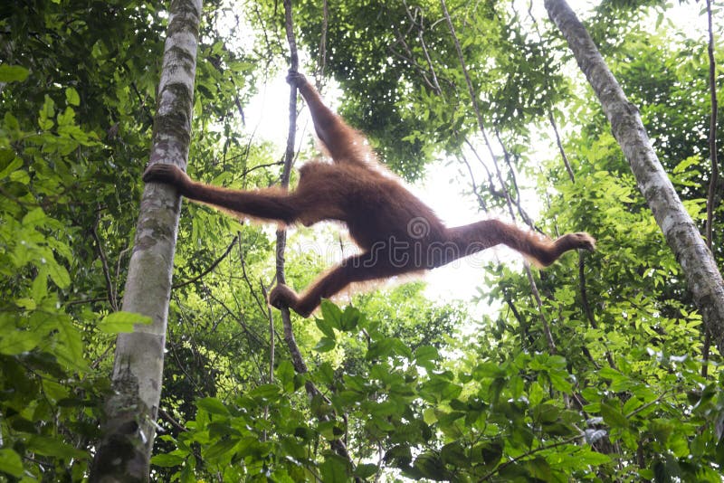 Orangutang i djungeln sumatra