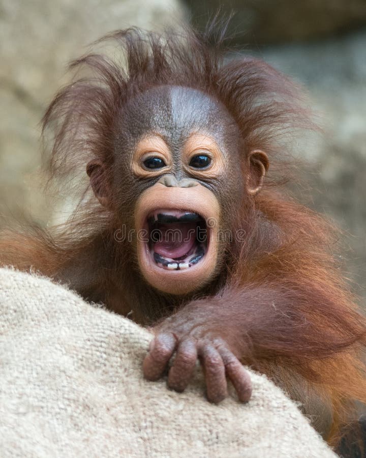 Orangutanget - behandla som ett barn med den roliga framsidan