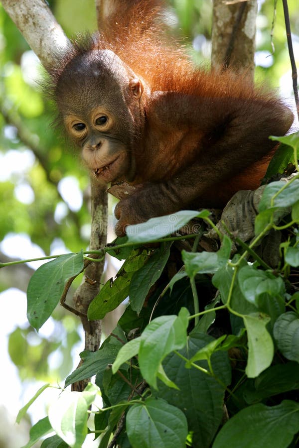 Orangutanes rehabilitación centro jardín de infancia.