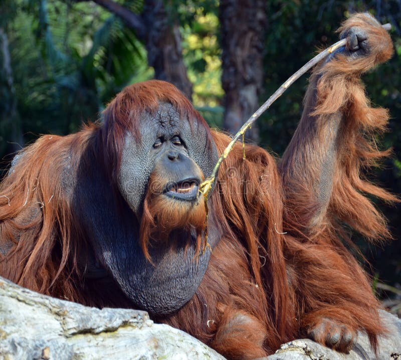 199 Big Orangutang Photos Free Royalty Free Stock 