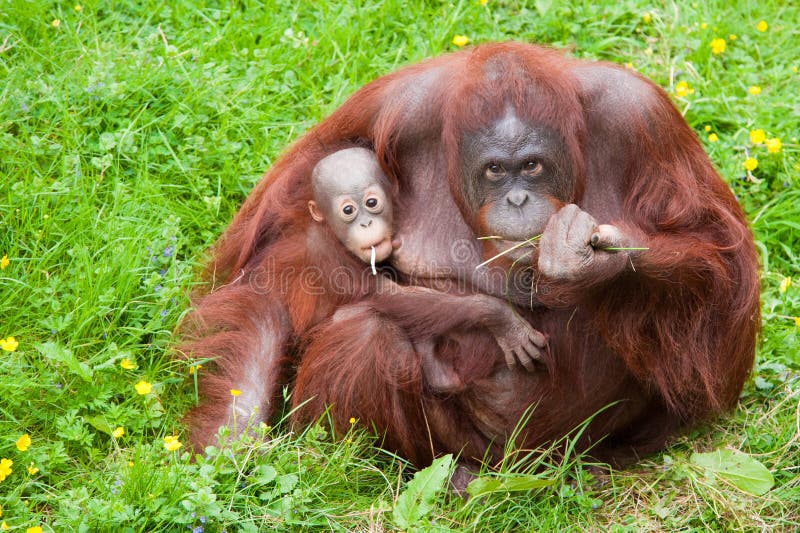Orangután con su bebé lindo fotografía de archivo libre de regalías Orangután con su bebé lindo fotografía de archivo libre de regalías