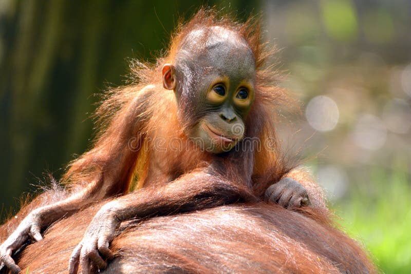 Orangután de Borneo fotografía de archivo libre de regalías Orangután de Borneo fotografía de archivo libre de regalías
