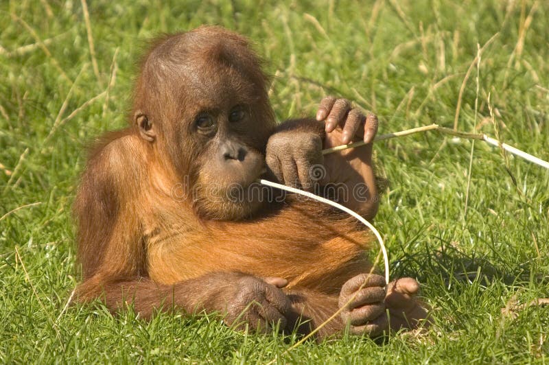 This image of a baby Orangutan was captured at Chester Zoo in the UK. This image of a baby Orangutan was captured at Chester Zoo in the UK.
