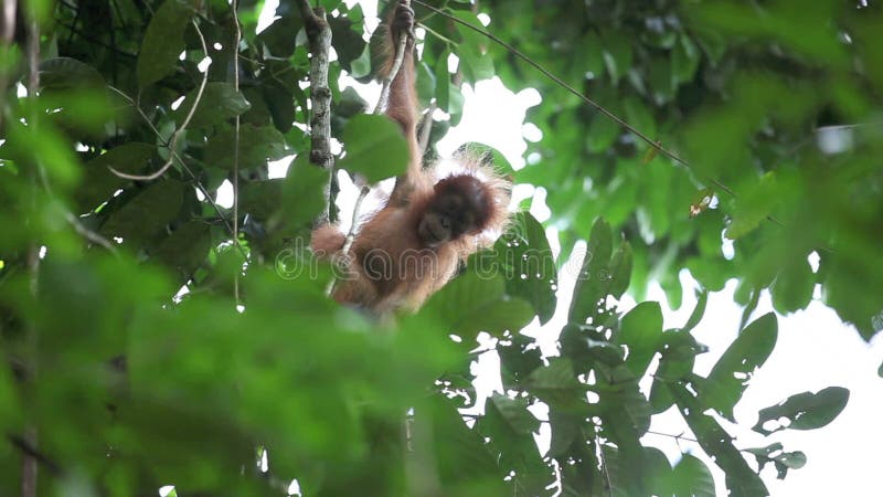 Orangután lindo del bebé que sube en árbol