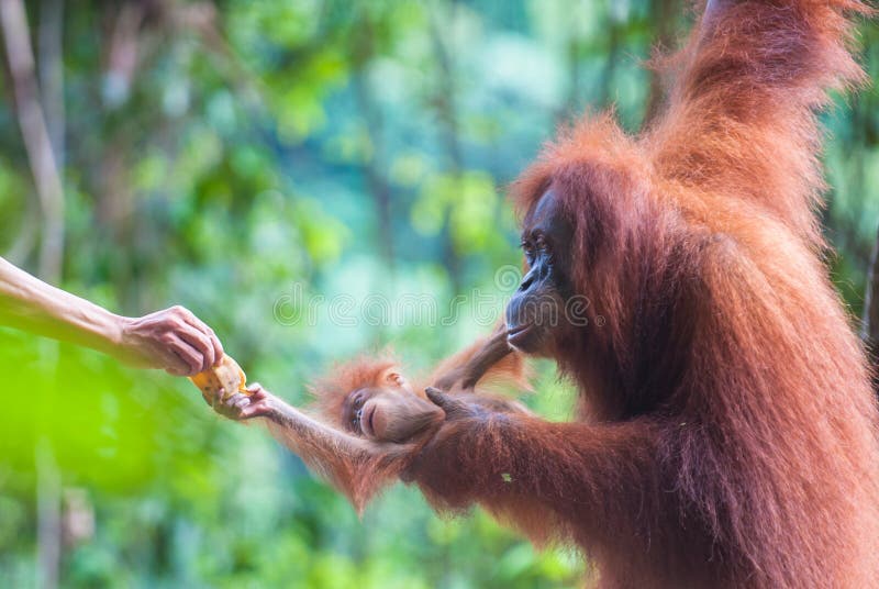 Orangután que alimenta, Bukit Lawang, Sumatra de la madre y del bebé fotos de archivo libres de regalías Orangután que alimenta, Bukit Lawang, Sumatra de la madre y del bebé fotos de archivo libres de regalías