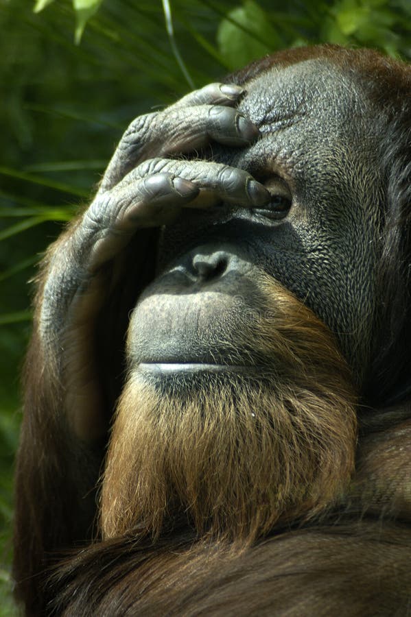 Orangután tímido imagen de archivo