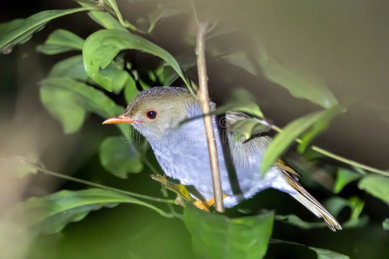 Orange-billed nightingale-thrush, Catharus aurantiirostris, in a tree, Costa Rica. Orange-billed nightingale-thrush, Catharus aurantiirostris, in a tree, Costa Rica