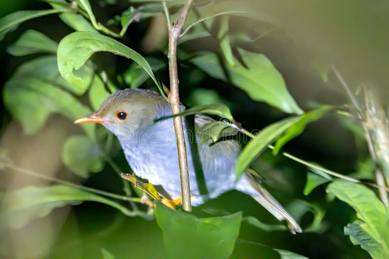 Orange-billed nightingale-thrush, Catharus aurantiirostris, in a tree, Costa Rica. Orange-billed nightingale-thrush, Catharus aurantiirostris, in a tree, Costa Rica