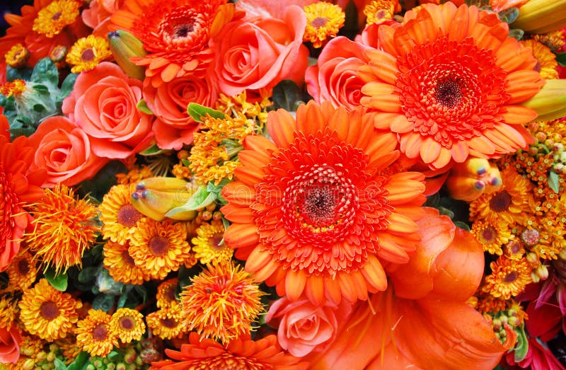 Oranje bloemen stock afbeeldingen